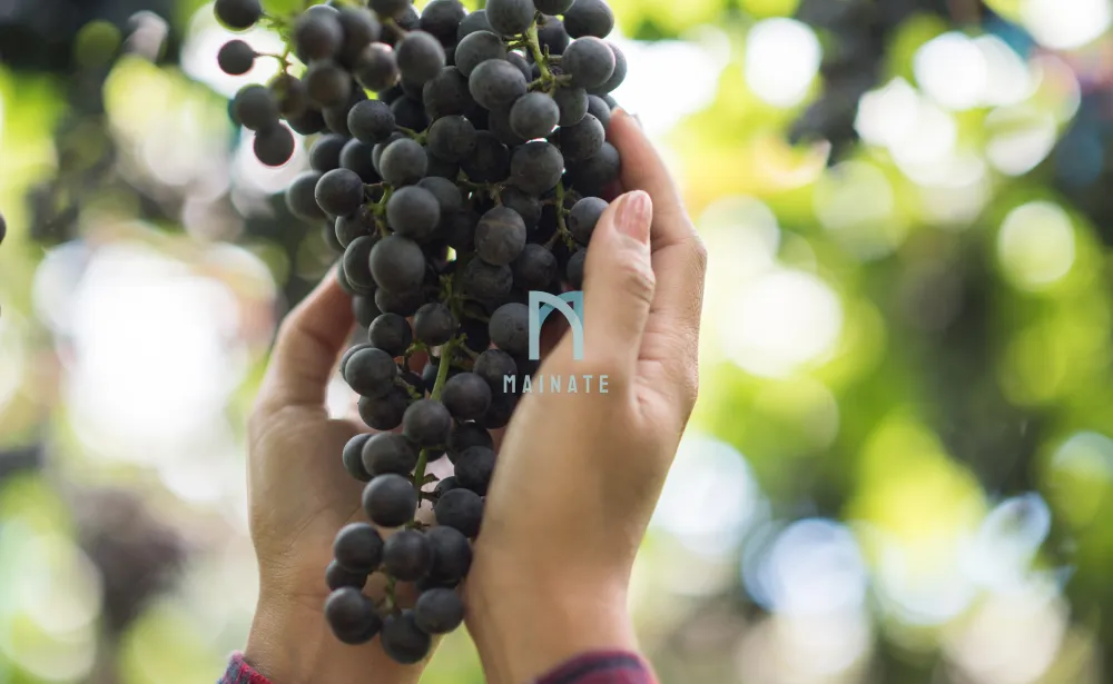 Mulai dari Kebun Anggur Hingga Siap Dinikmati di Gelas Anda dalam 6 Langkah