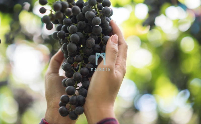 Mulai dari Kebun Anggur Hingga Siap Dinikmati di Gelas Anda dalam 6 Langkah